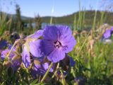 Geranium pratense подвид sergievskajae. Цветки. Красноярский край, Западный Саян, парк \"Ергаки\", р-н Ойского озера, ≈ 1500 м н.у.м., обочина дороги. Раннее утро 08.08.2009.