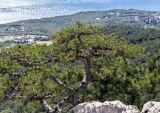 Pinus pallasiana. Крона взрослого дерева с шишками. Крым, Никитская яйла, скала Шаан-Кая, на краю скального обрыва. 26.09.2018.