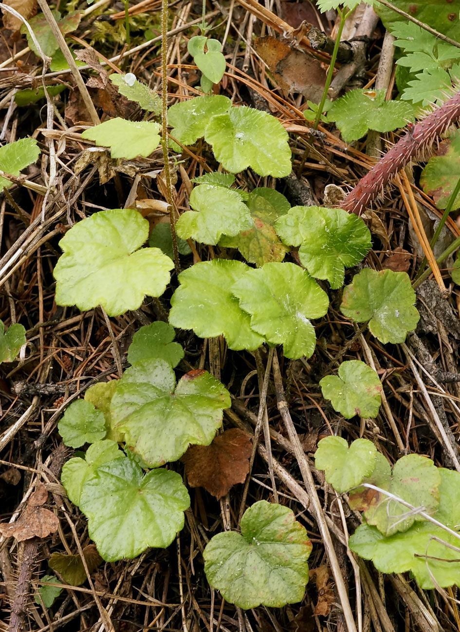 Изображение особи Mitella nuda.