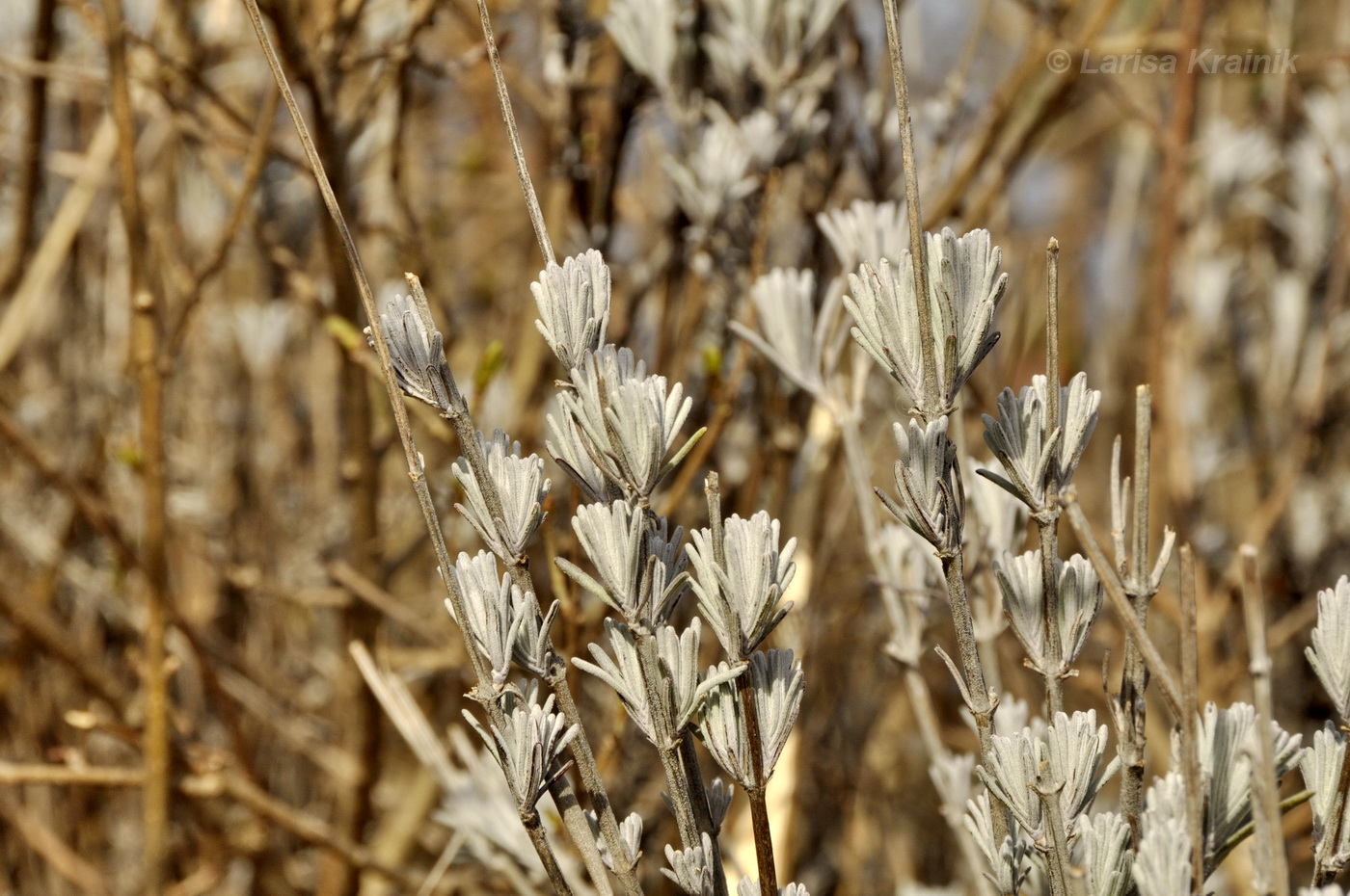 Image of Lavandula angustifolia specimen.