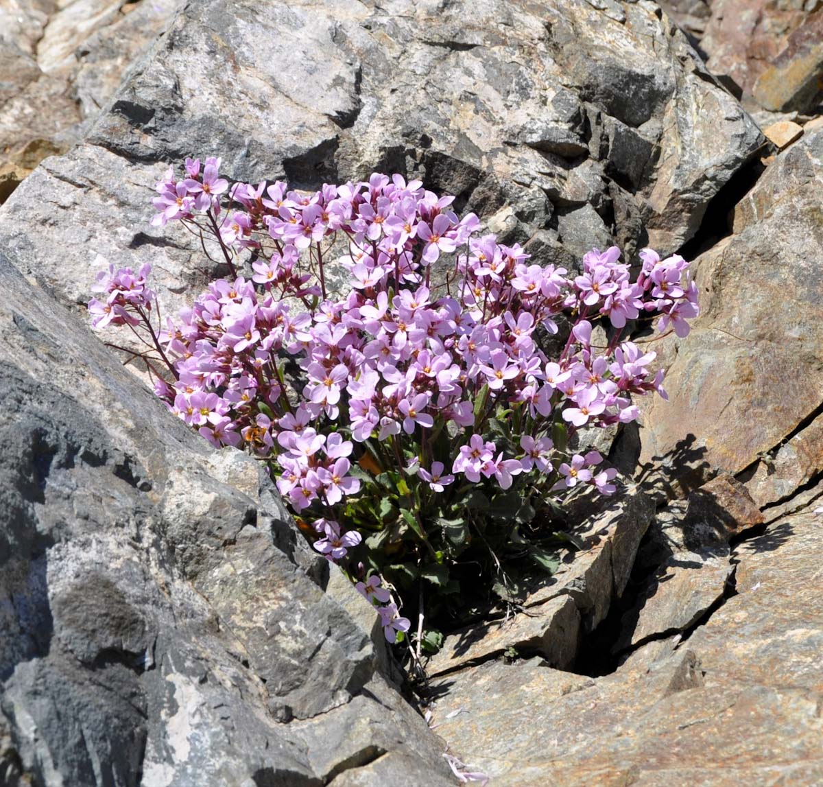 Image of Arabis purpurea specimen.