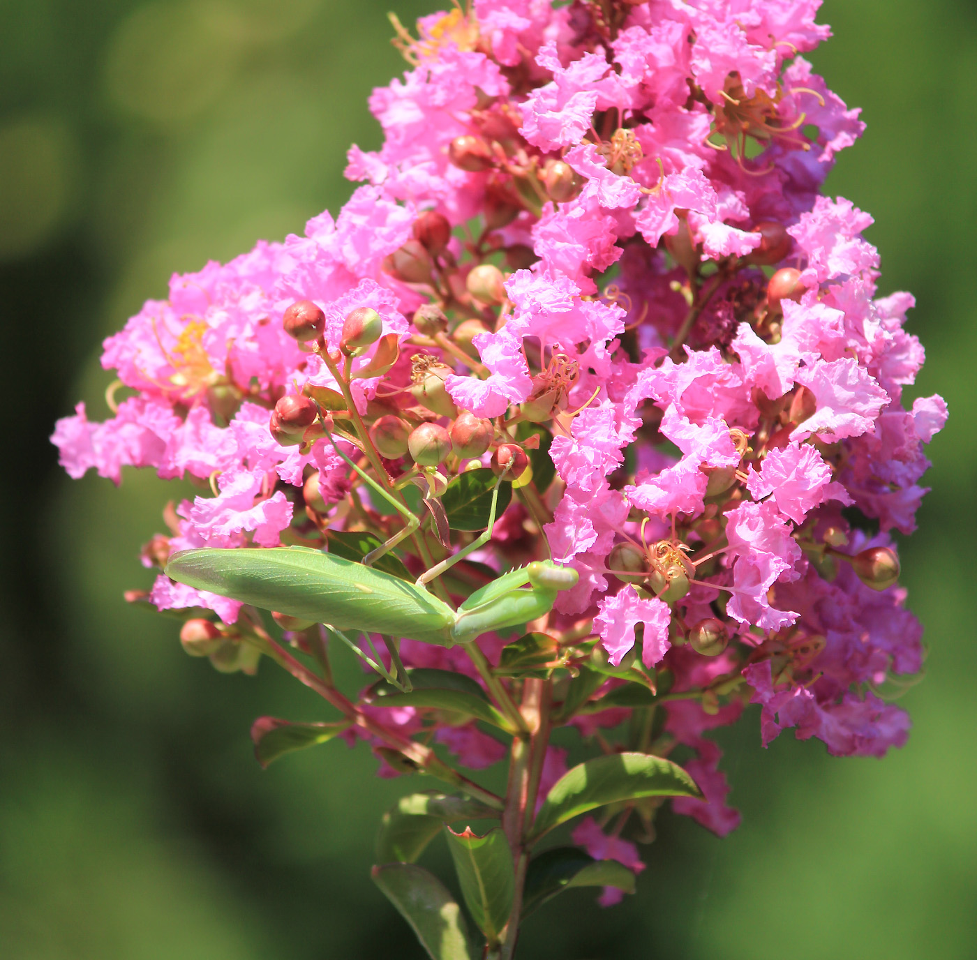 Изображение особи Lagerstroemia indica.