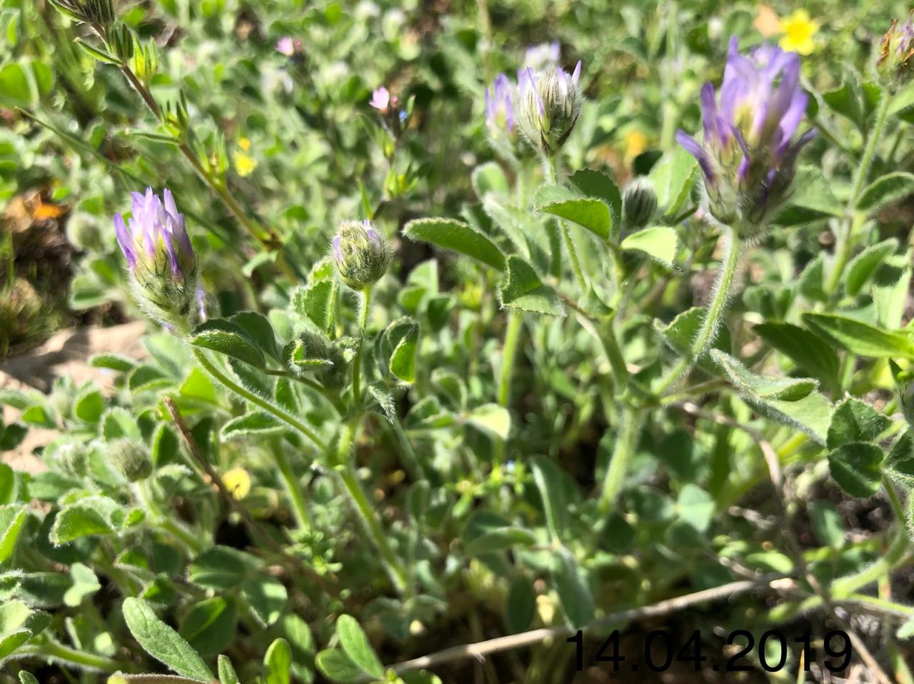 Изображение особи Trigonella rotundifolia.