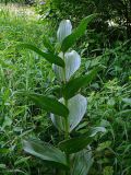 Veratrum lobelianum. Побег перед цветением. Чувашия, окр. г. Шумерля, лесная поляна за Низким полем. 30 июня 2008 г.