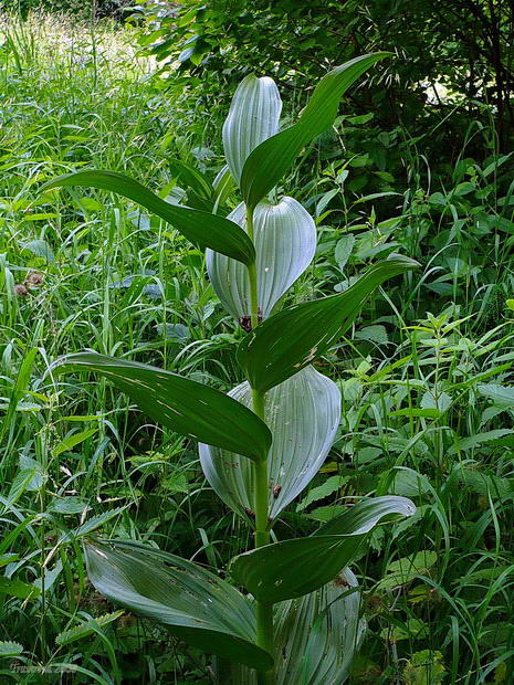 Image of Veratrum lobelianum specimen.