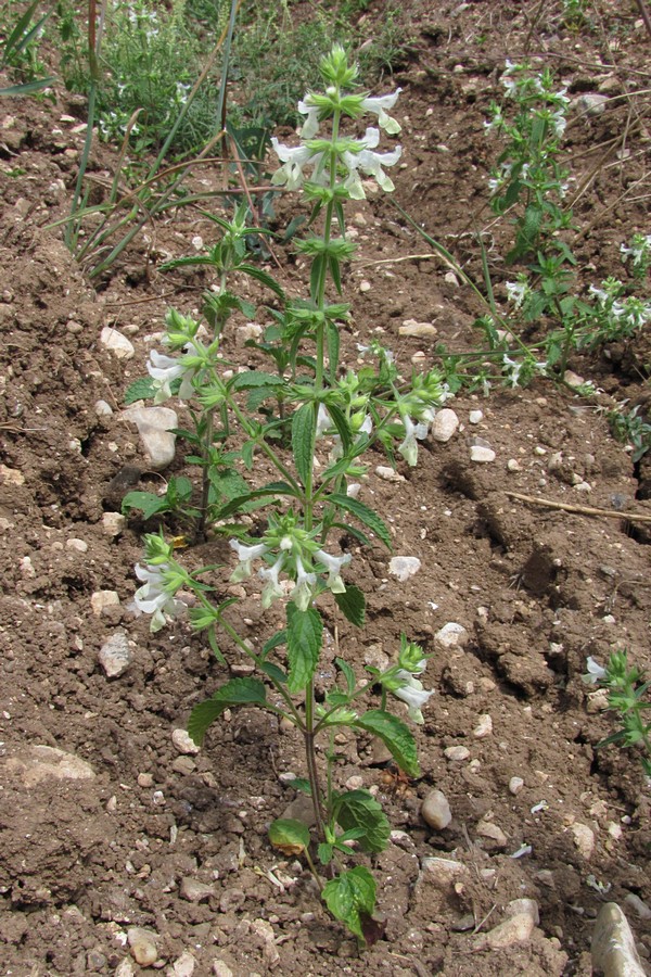 Изображение особи Stachys annua.