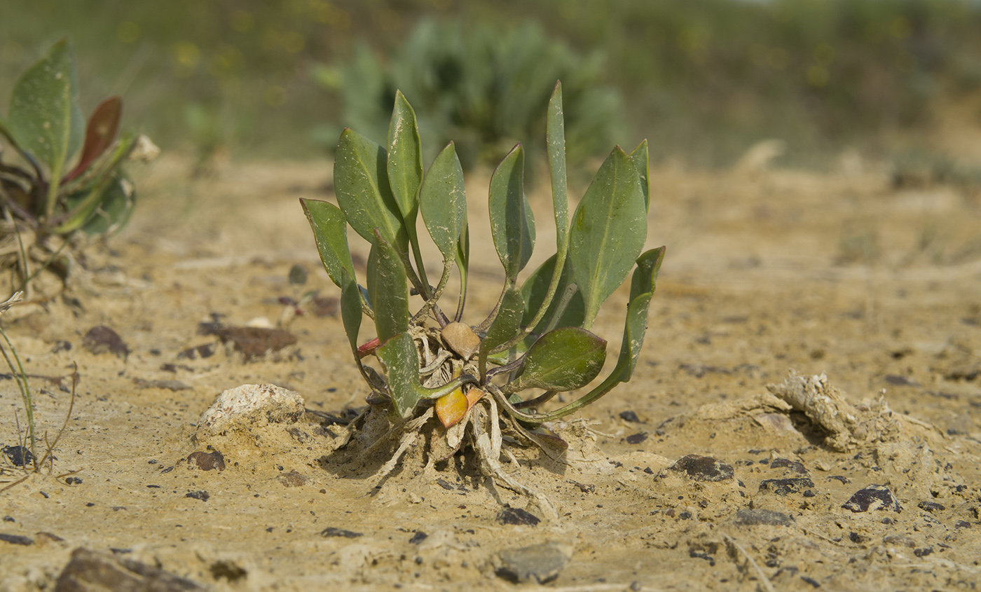 Image of Lepidium cartilagineum specimen.