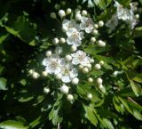 род Crataegus