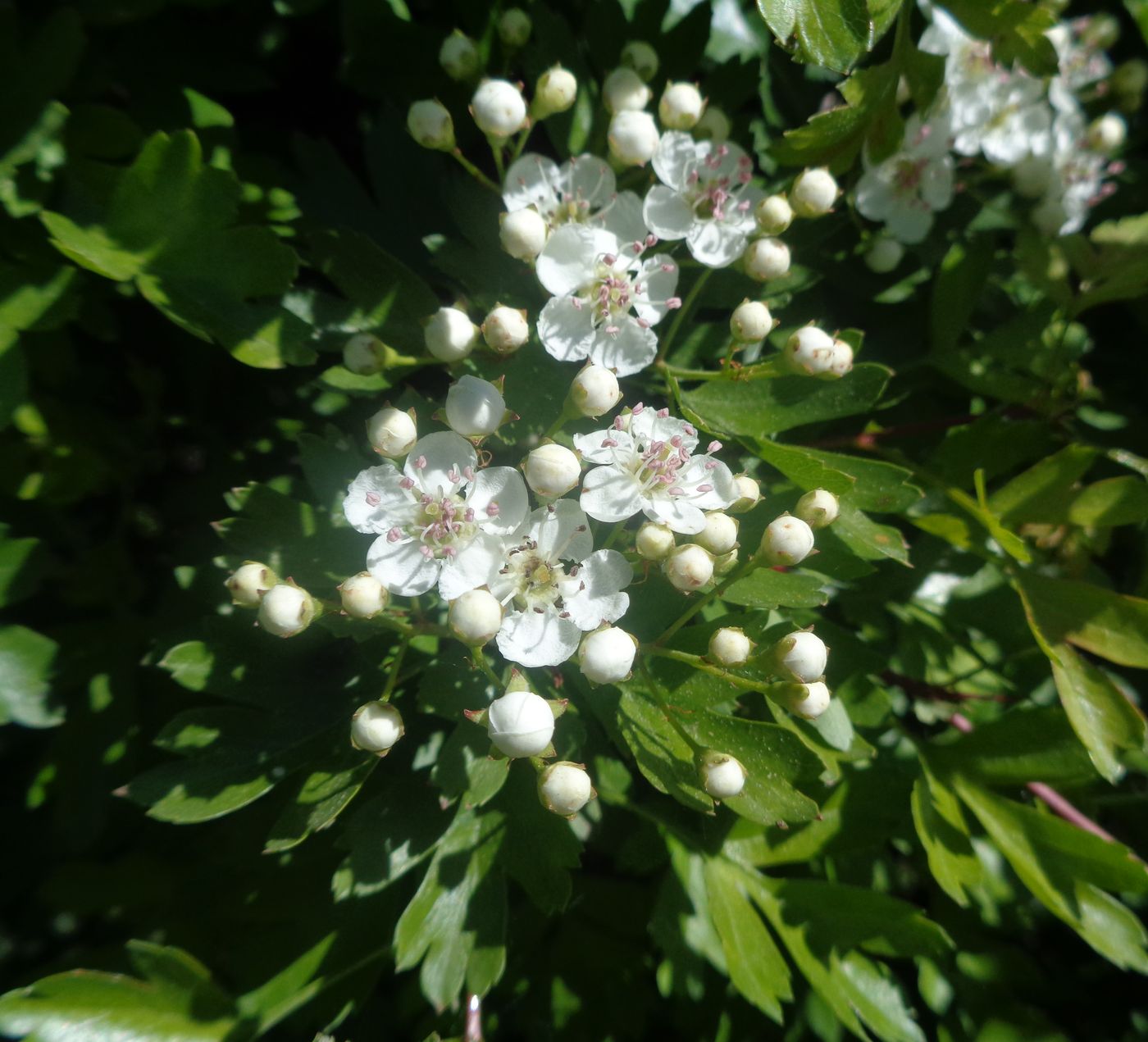 Изображение особи род Crataegus.