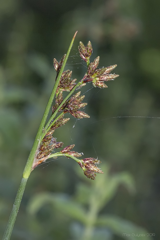 Изображение особи Schoenoplectus lacustris.