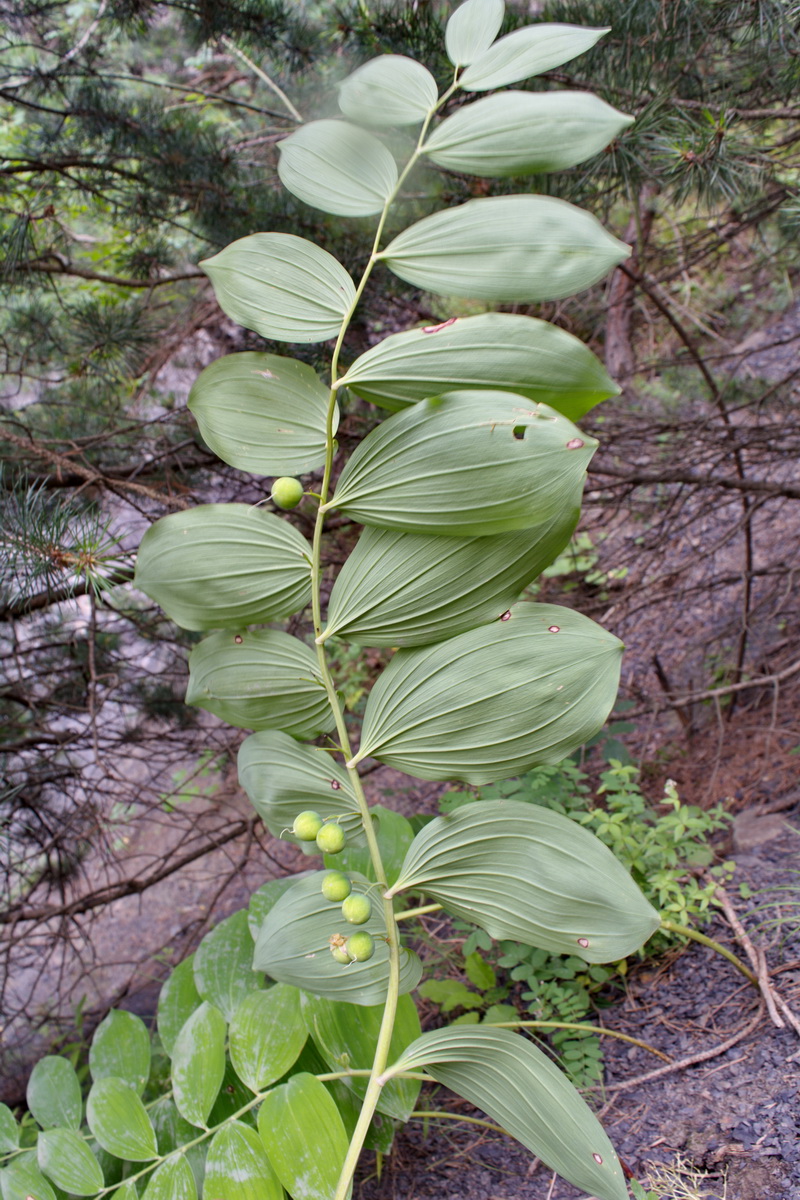 Image of genus Polygonatum specimen.