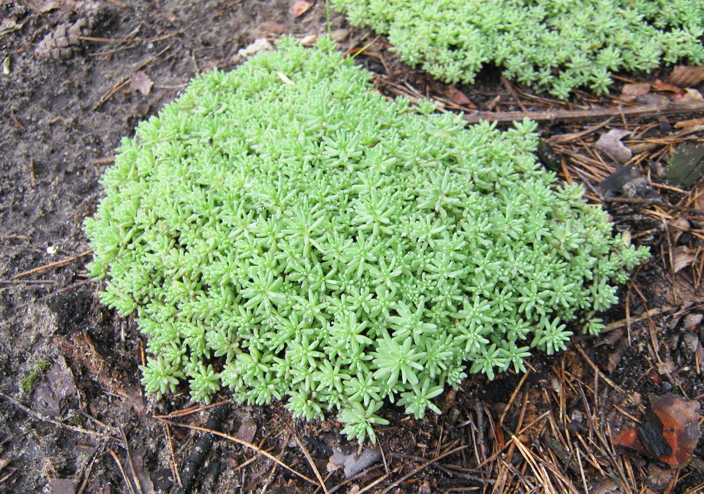 Image of Sedum pallidum ssp. bithynicum specimen.