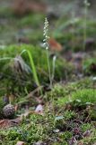 Goodyera repens