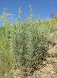 Artemisia dracunculus. Зацветающие растения. Алтайский край, г. Барнаул, 5 км к югу от пос. Южный, степной склон к р. Обь. 13 июля 2019 г.