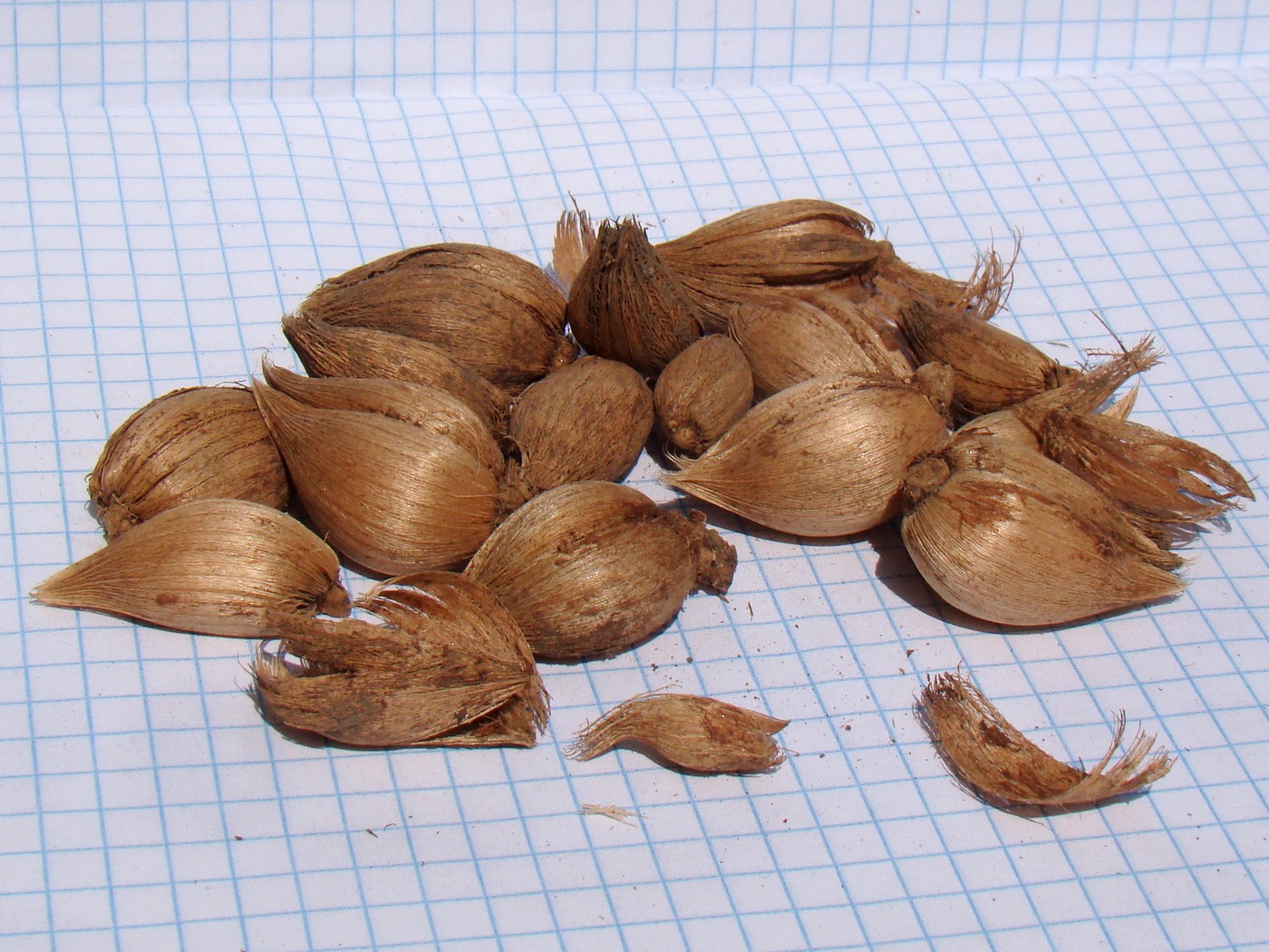 Image of Iridodictyum reticulatum specimen.