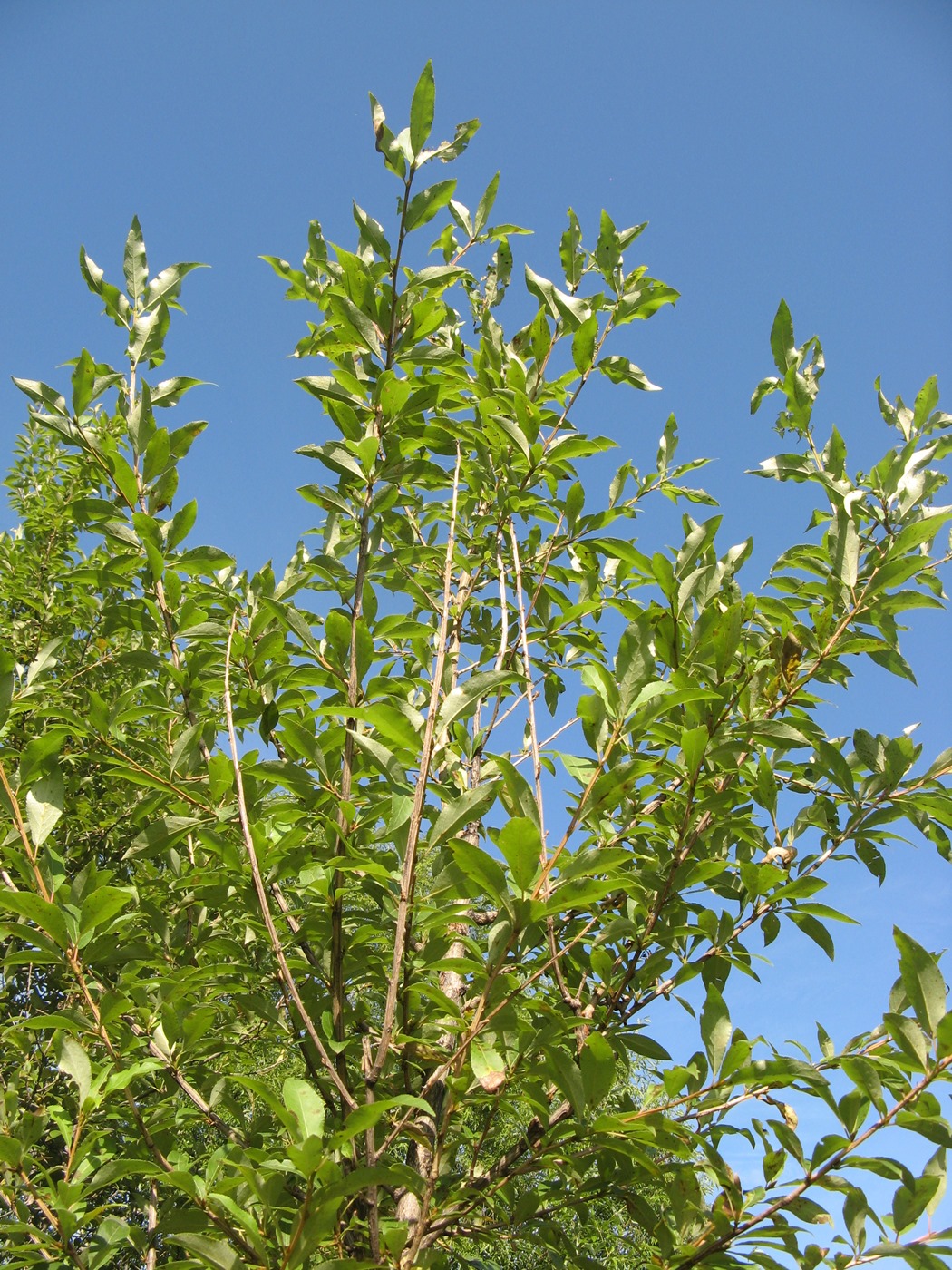 Image of Populus laurifolia specimen.