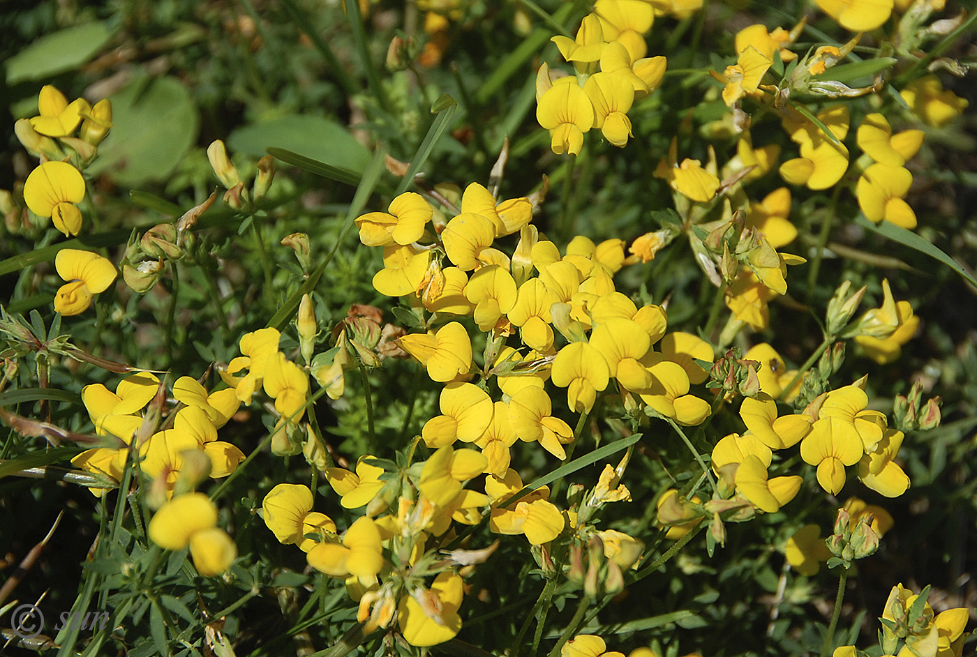 Изображение особи Lotus corniculatus.