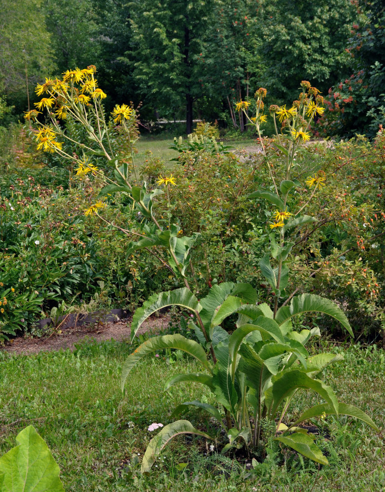 Image of Inula helenium specimen.