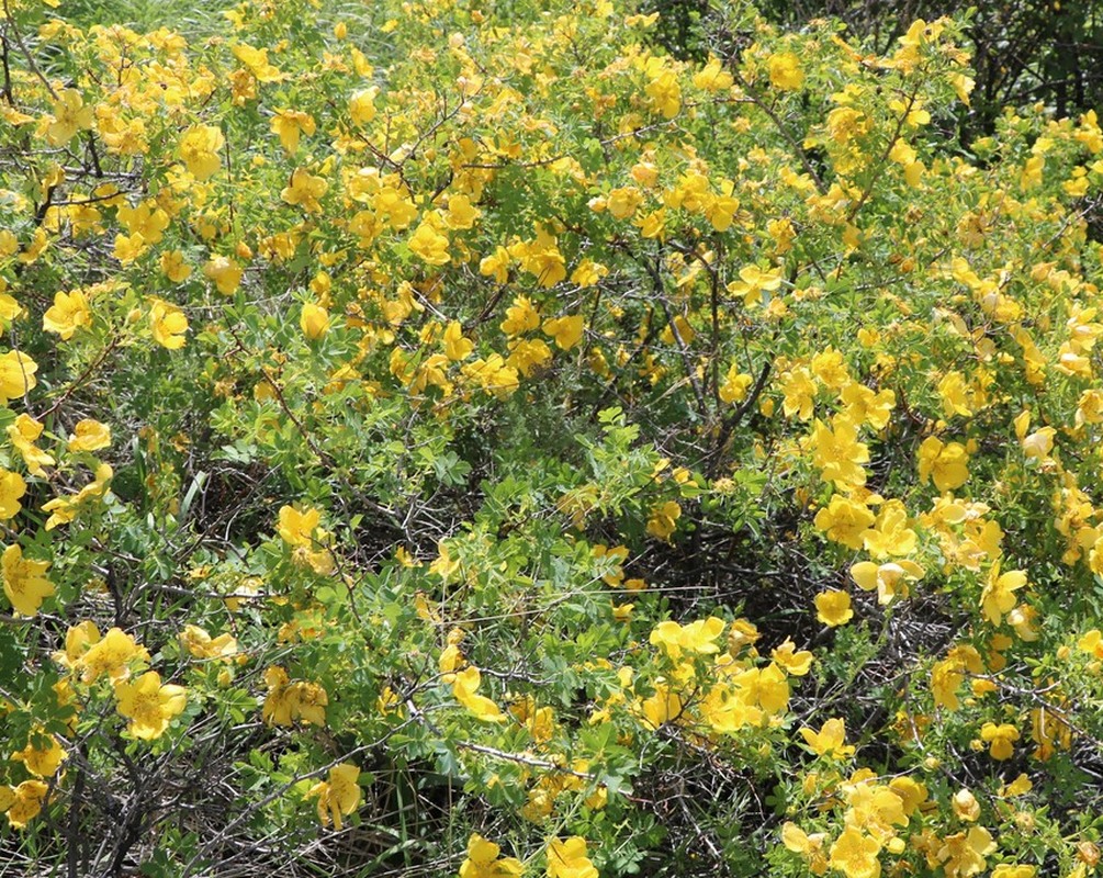 Image of Rosa rapinii specimen.