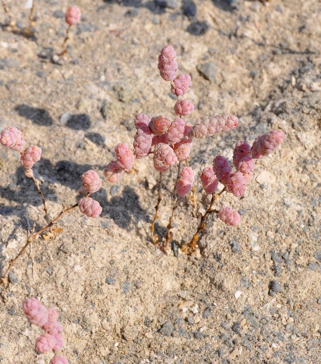 Изображение особи Halopeplis amplexicaulis.