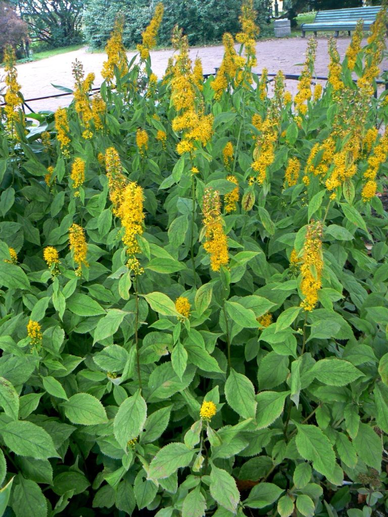 Изображение особи Solidago flexicaulis.