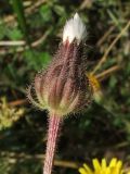 Crepis rhoeadifolia