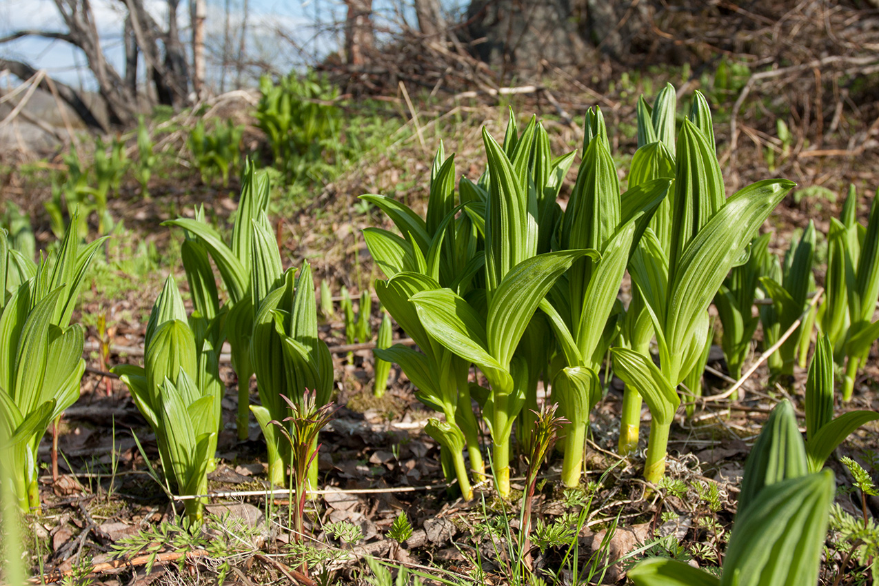 Изображение особи Veratrum lobelianum.