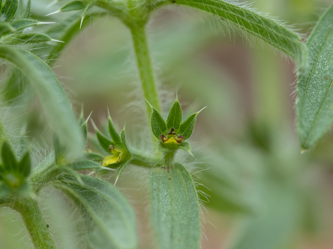 Image of Sideritis montana specimen.