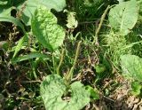Plantago major. Цветущее и плодоносящее растение. Сахалинская обл., Невельский р-н, обочина дороги около руч. Салют. 14.08.2019.