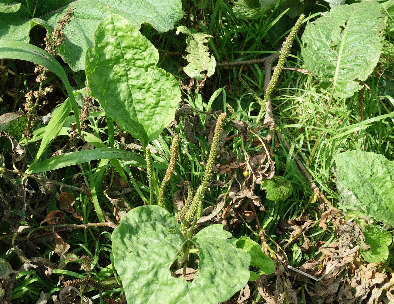 Image of Plantago major specimen.