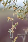 Artemisia santonicum. Часть побега. Ростовская обл., Азовский р-н, окр. хут. Лагутник, засоленный луг. 15.09.2019.