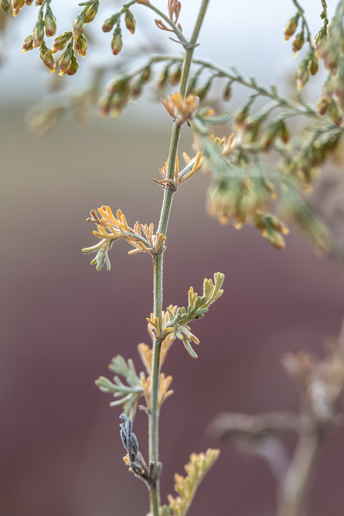 Image of Artemisia santonicum specimen.