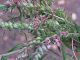 Odontites vulgaris
