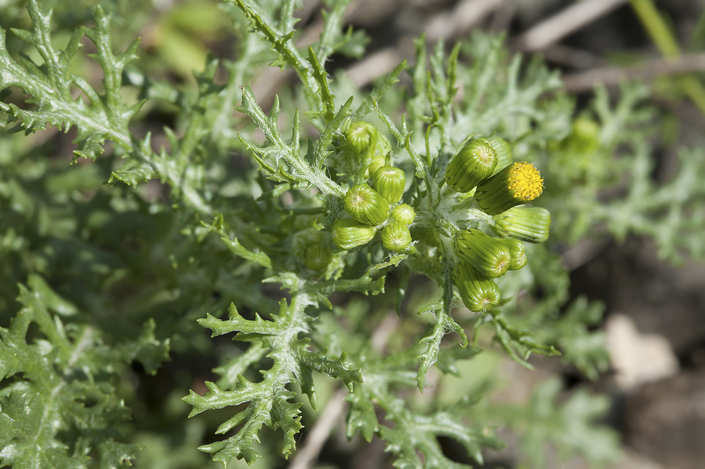 Изображение особи Senecio vulgaris.