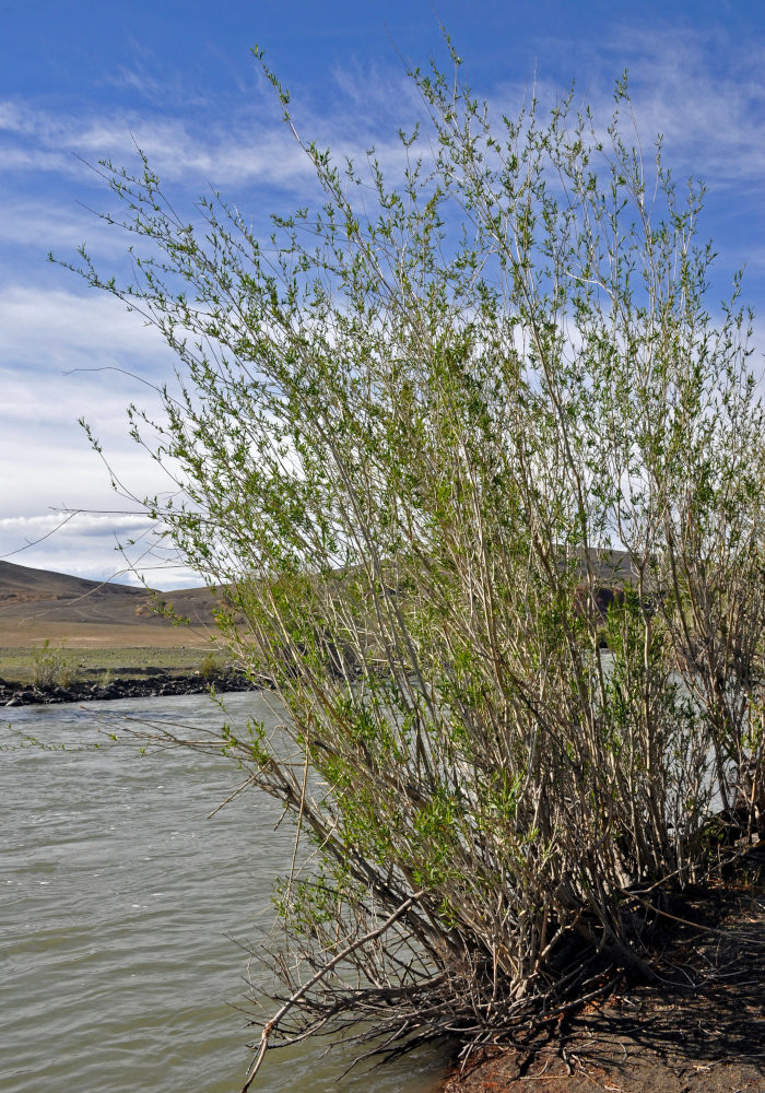 Image of Salix ledebouriana specimen.