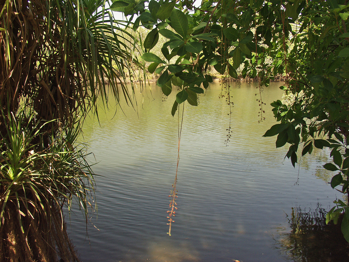 Image of Barringtonia racemosa specimen.