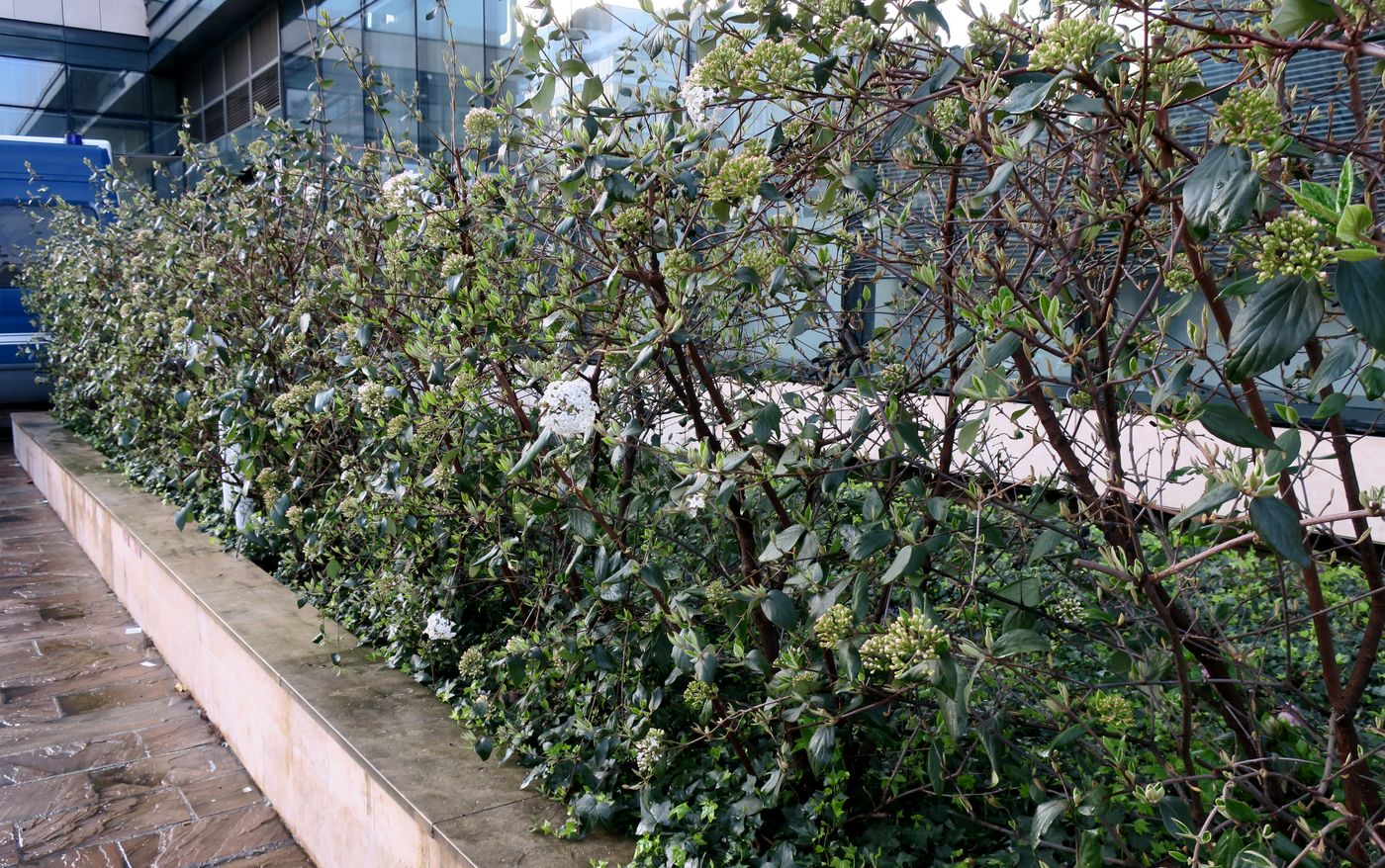 Image of Viburnum × burkwoodii specimen.