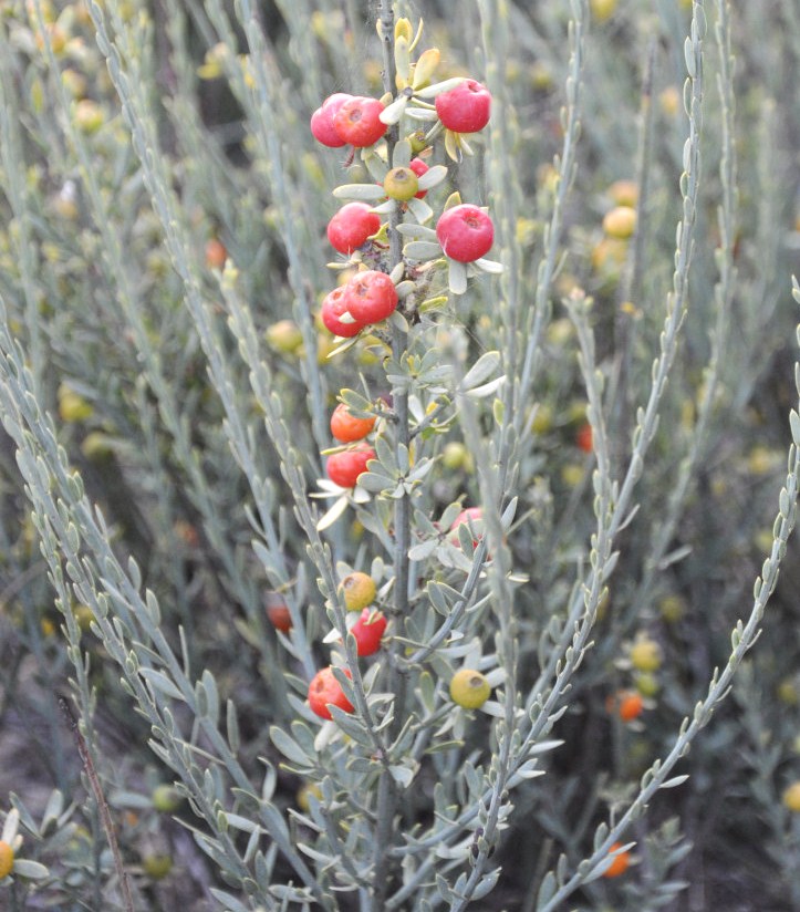 Image of Osyris alba specimen.
