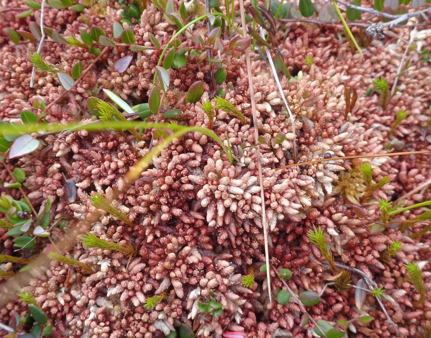 Image of genus Sphagnum specimen.