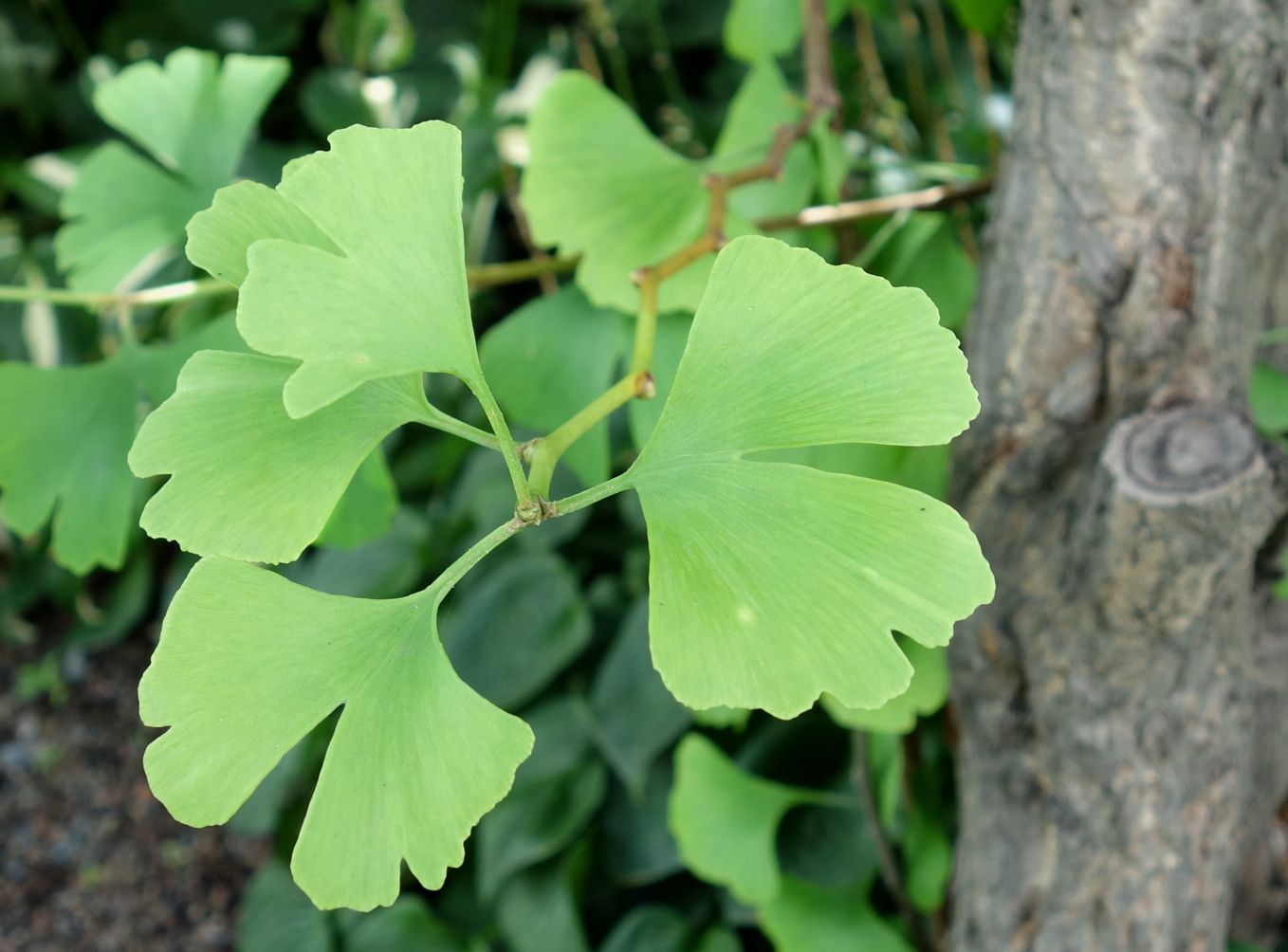 Image of Ginkgo biloba specimen.
