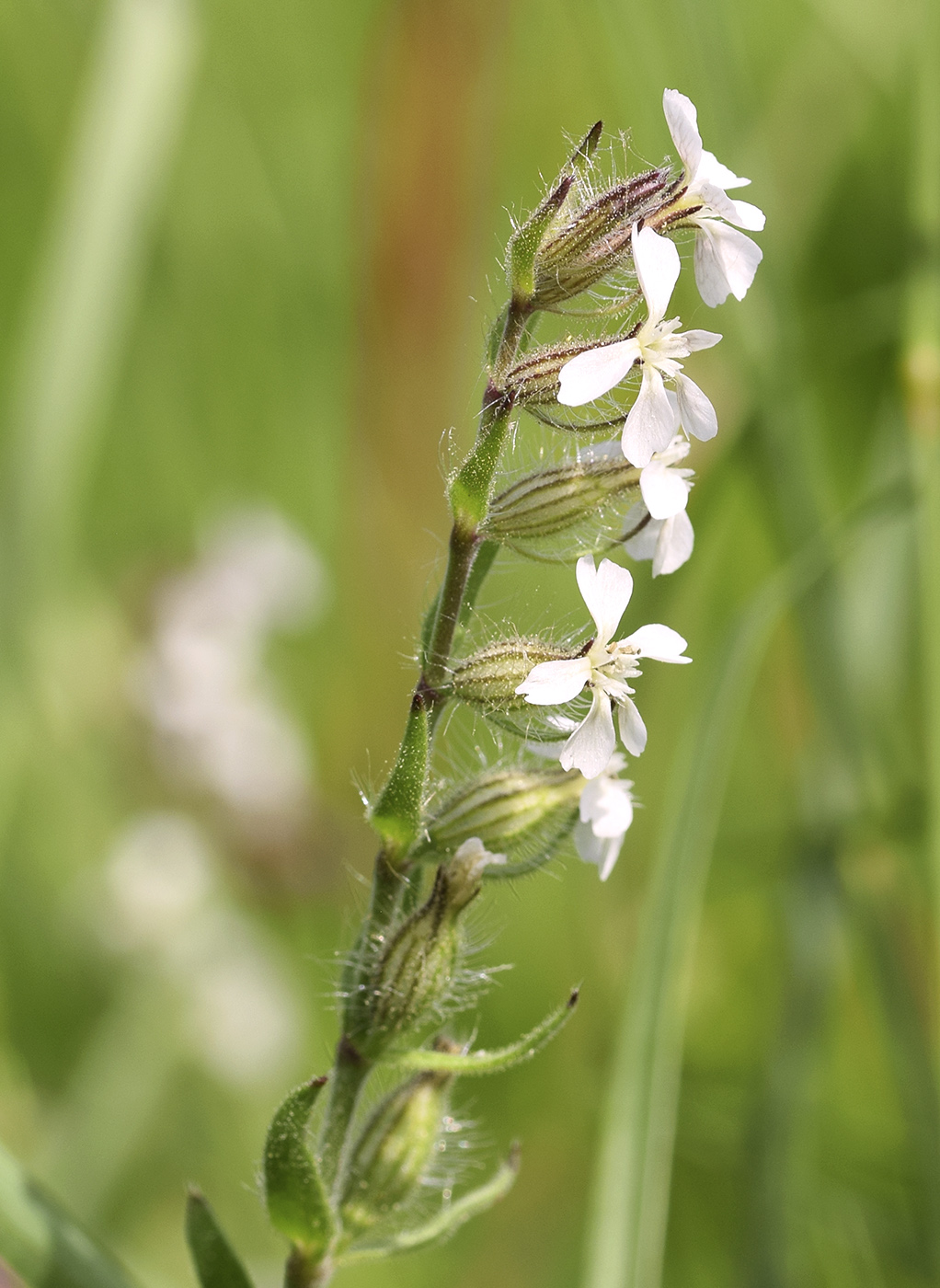 Image of Silene gallica specimen.