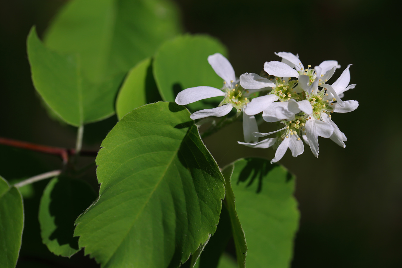 Image of Amelanchier alnifolia specimen.