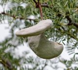 Vachellia erioloba