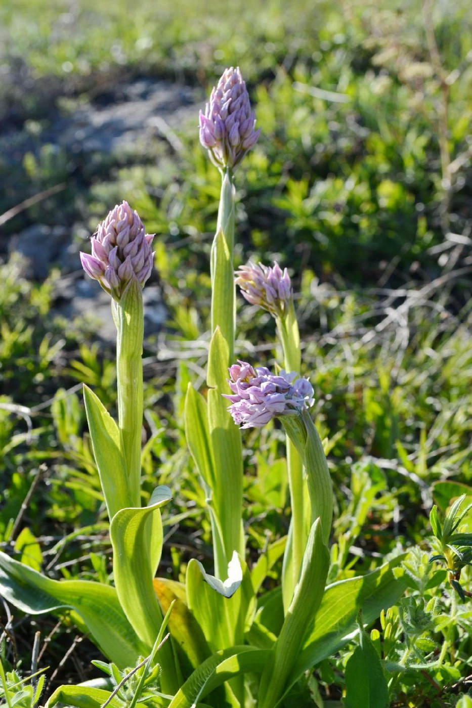 Image of Neotinea tridentata specimen.