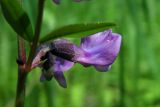 Vicia sepium. Цветки. Республика Адыгея, г. Майкоп, южная окраина (северная окраина пос. Краснооктябрьский), недалеко от устья р. Курджипс, луг. 30.05.2020.