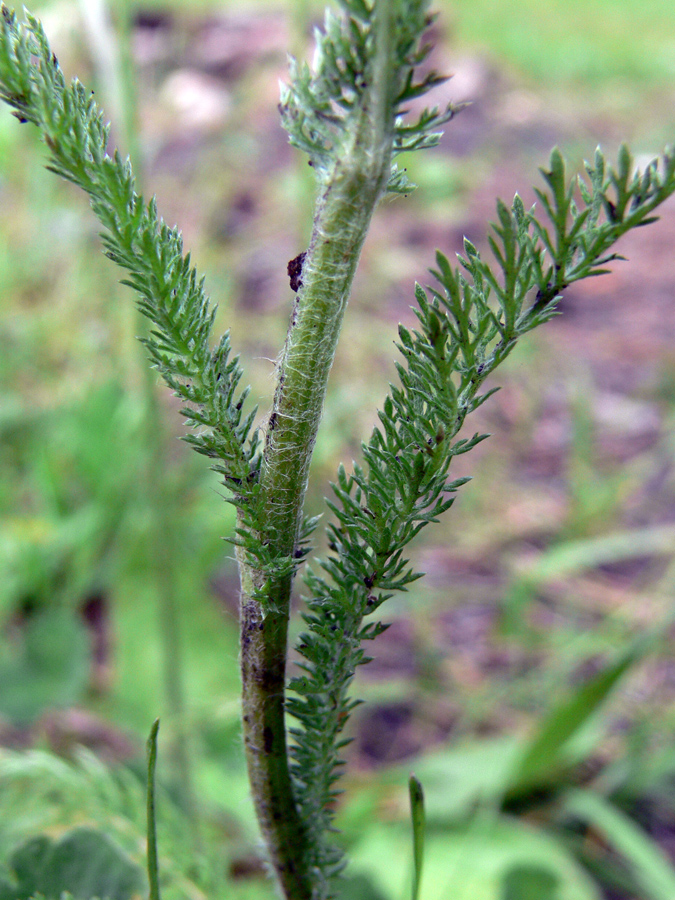 Изображение особи Achillea nigrescens.