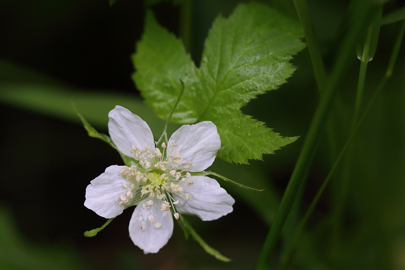 Изображение особи Rubus caesius.