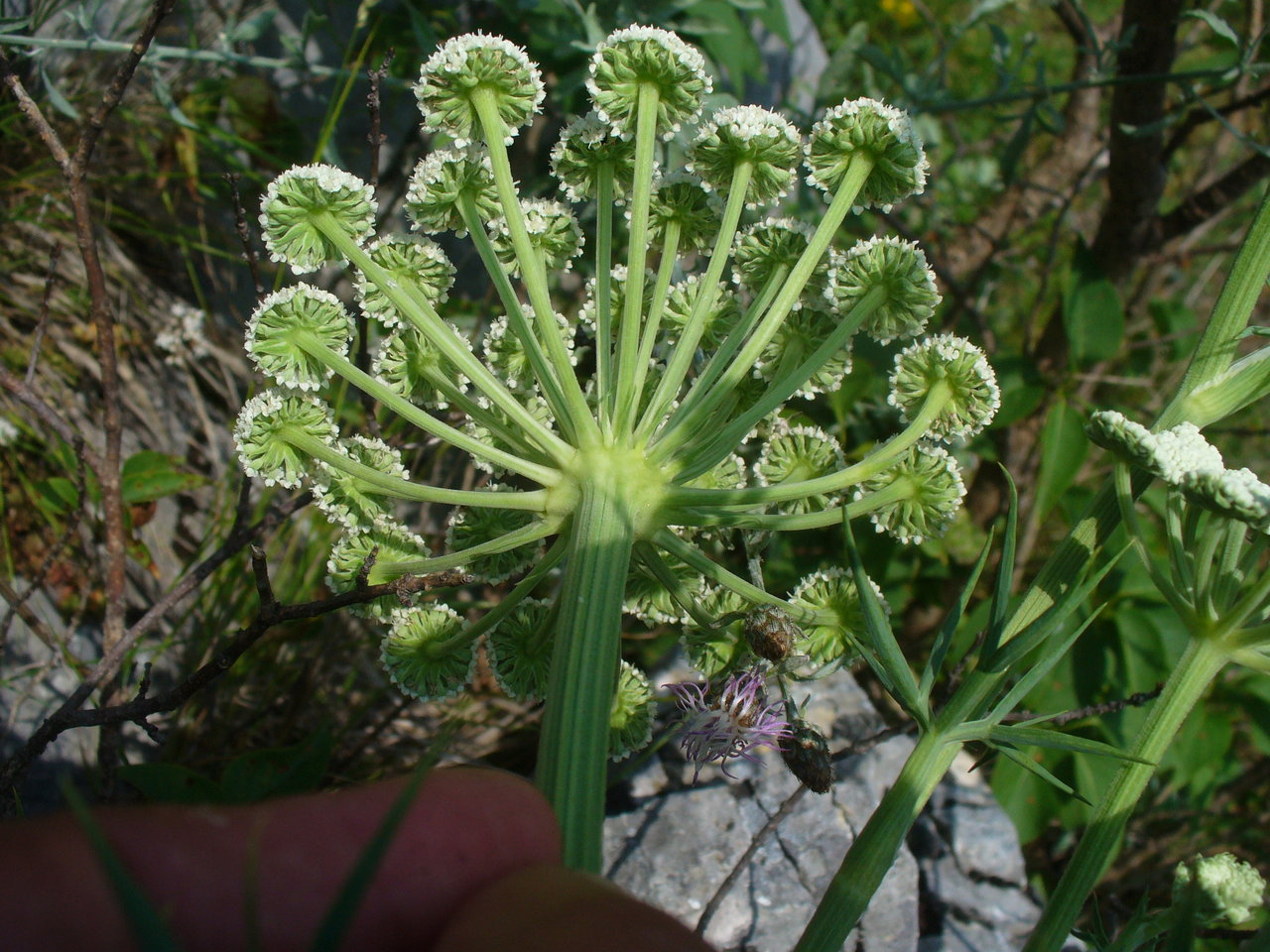 Image of Seseli rigidum specimen.