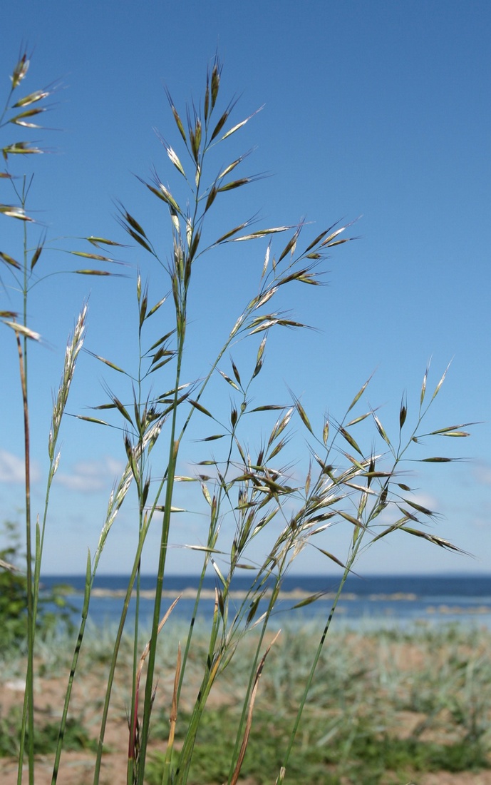 Изображение особи Helictotrichon pubescens.