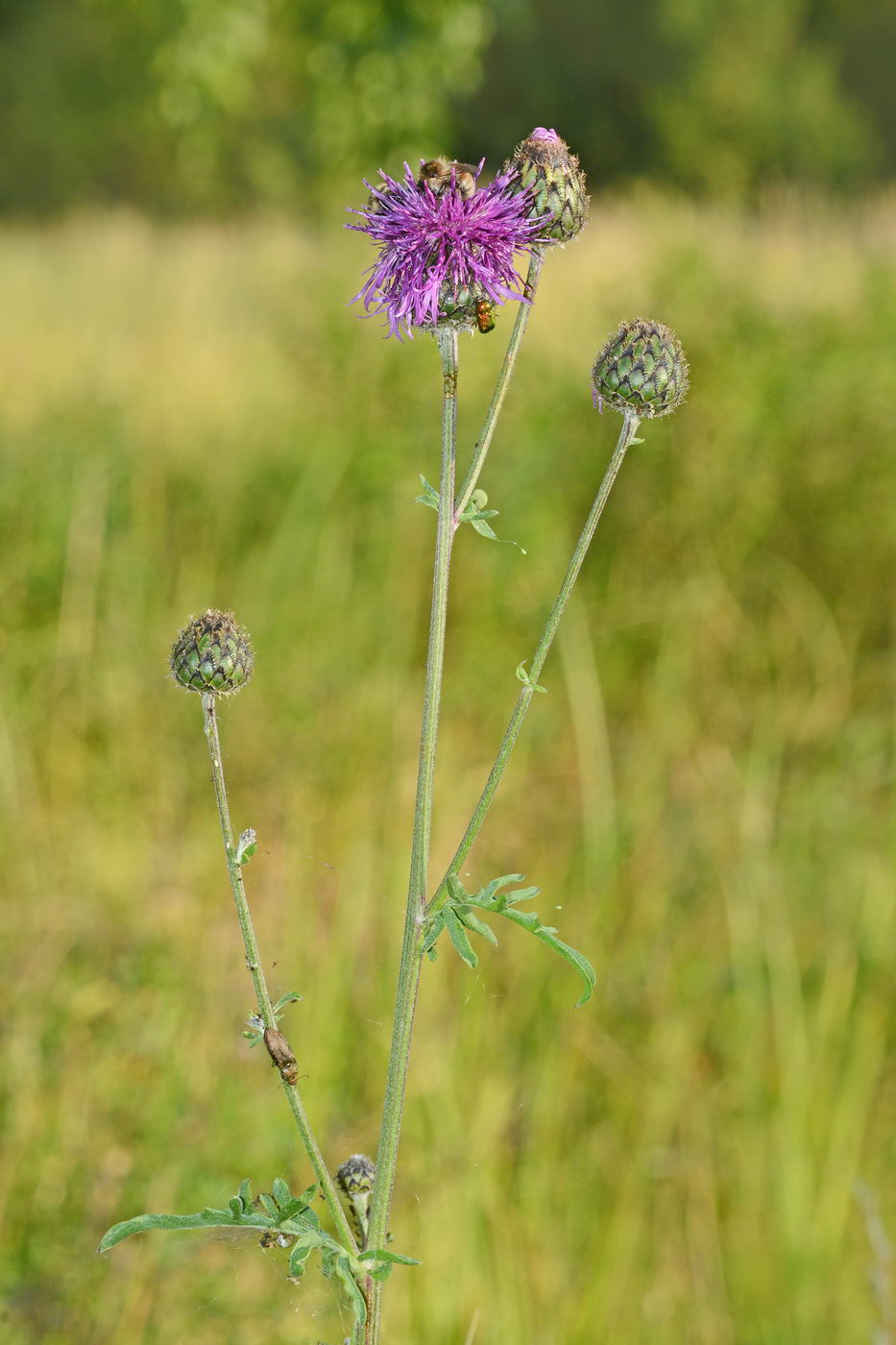 Изображение особи Centaurea scabiosa.